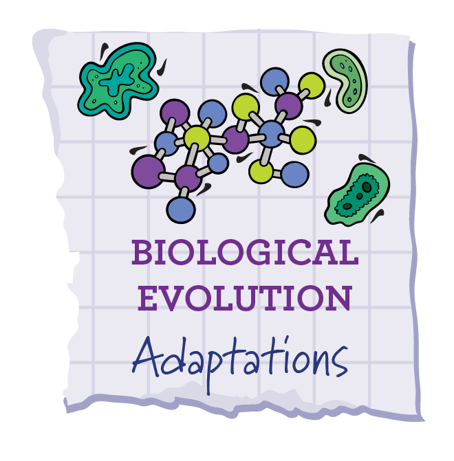 Adaptations
