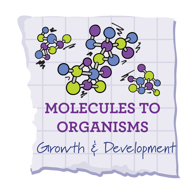Growth & Development