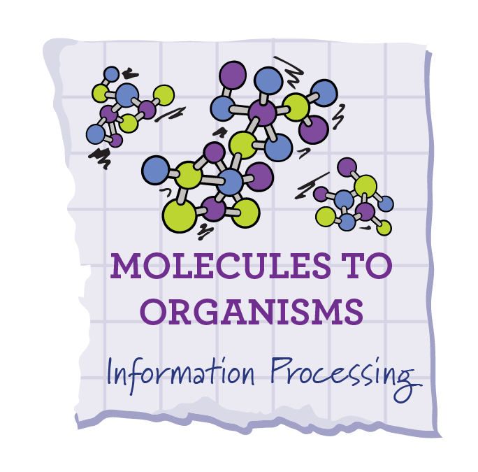 Information Processing