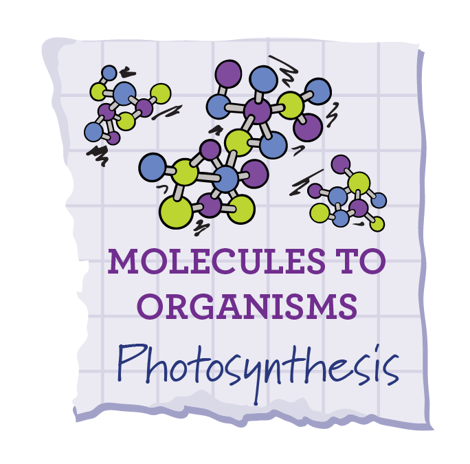 Photosynthesis