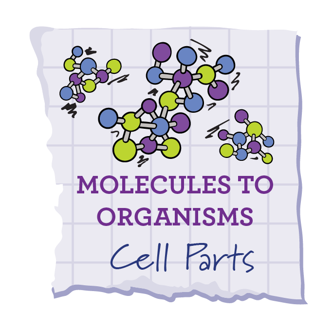 Cell Parts